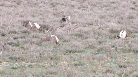 Sage grouse Stock Footage 49840926