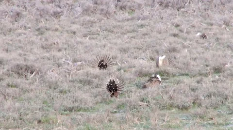 Sage Grouse Stock Footage 49840927