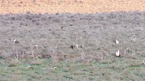 Sage Grouse Stock Footage 49840979