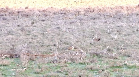 Sage Grouse Stock Footage 49840982