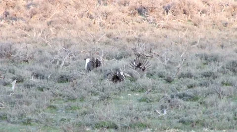 Sage Grouse Stock Footage 49841021