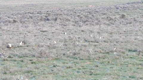 Sage Grouse Stock Footage 49841024