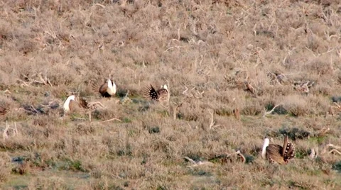 Sage Grouse Stock Footage 49841067