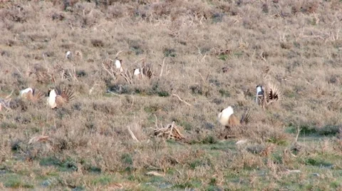 Sage Grouse Stock Footage 49841096