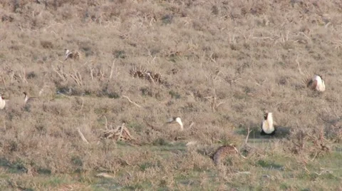 Sage Grouse Stock Footage 49841131