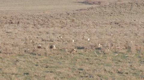 Sage Grouse Stock Footage 49841155