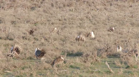Sage Grouse Stock Footage 49841173