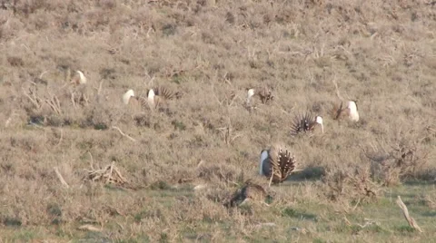 Sage grouse Stock Footage 49841210