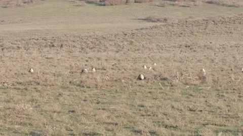Sage grouse Stock Footage 49841222