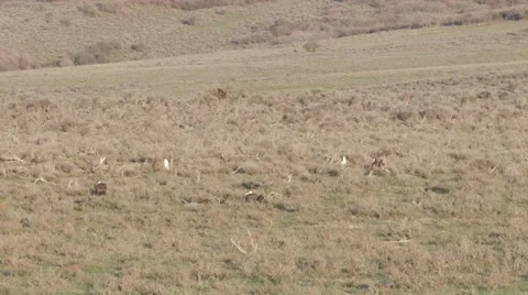 Sage grouse Stock Footage 49841291