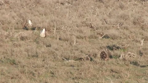 Sage grouse Stock Footage 49841301