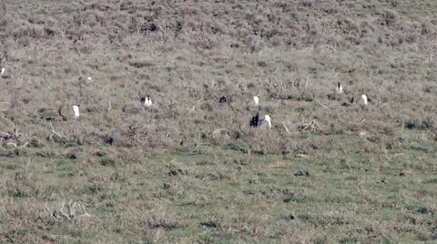 Sage Grouse Stock Footage 49841356