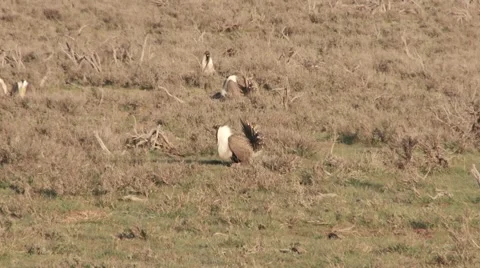 Sage Grouse Stock Footage 49841358