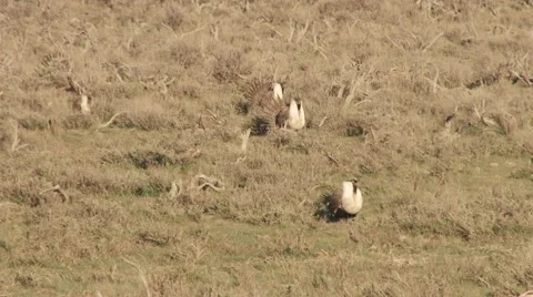 Sage Grouse Stock Footage 49841415