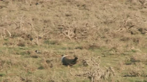 Sage Grouse Stock Footage 49841422