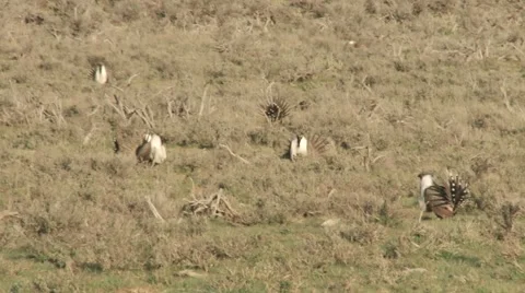 Sage Grouse Stock Footage 49841462
