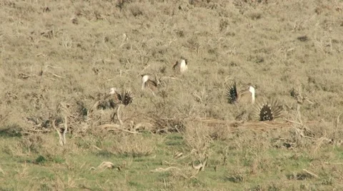 Sage Grouse Stock Footage 49841471