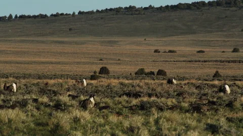 SAGE GROUSE MOVE ABOUT IN OPEN DESERT PLAIN Stock Footage 53285131