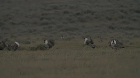Sage Grouse Slow motion flying Video stock 49673418