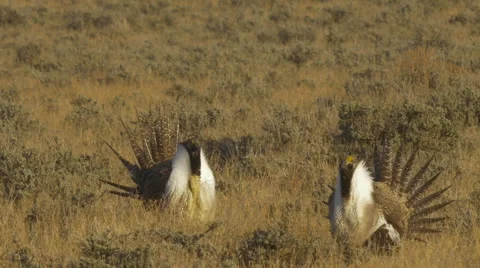 Sage Grouse Strut and Display at Sunrise Stock Footage 49677577