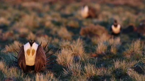 SAGE GROUSE STRUT AND PERFORM MATING RITUAL AT DAWN IN DESERT FIELD Stock Footage 53285162