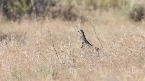 Sage grouse in tall grass Stock Footage 338012586