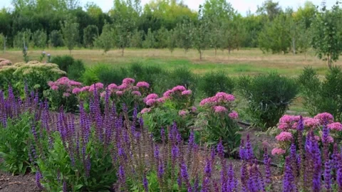 Sage grows in the field or garden. Lavender field in region. Close up Stock Footage 252641409