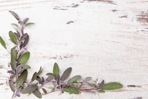 Sage herb background. Stock Photos