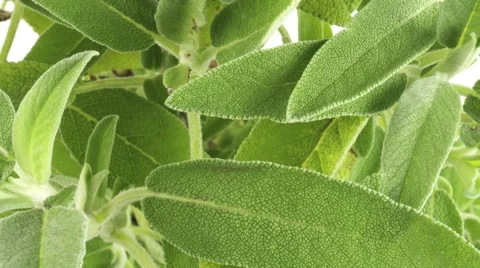SAGE HERB  IN CLOSE UP TRACKING SHOT  Vidéo 62232661