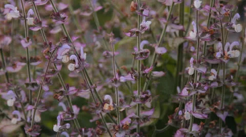 Sage herb flowers Stock Footage 25741105