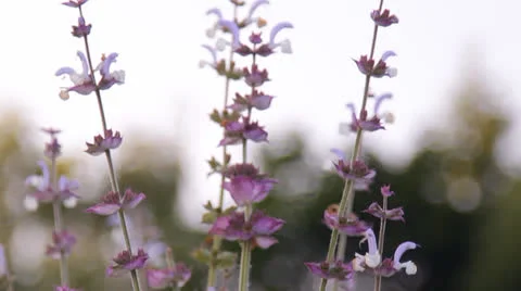 Sage herb flowers Stock Footage 25741816