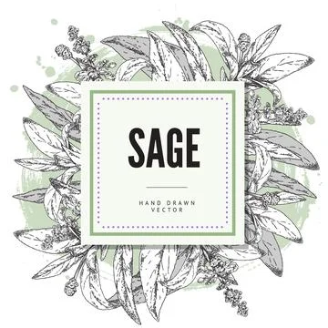 Sage herb hand drawn card or label engraving or sketch vector illustration. Stock Illustration