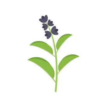 Sage herb icon flat vector. Smudge mint Illustrazione stock