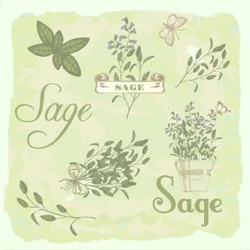 Sage, herb Stock Illustration