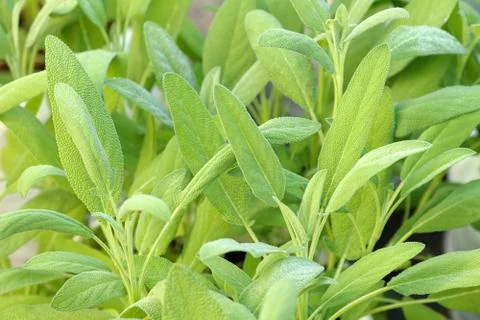 Sage herb Photos