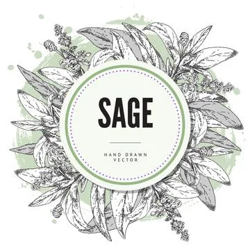 Sage herb, round design composition in sketch style, vector illustration Stock Illustration