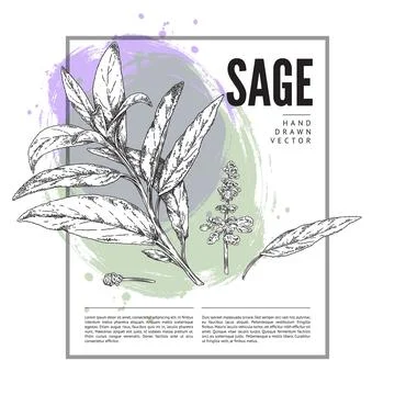 Sage herb, square design frame in sketch style, vector illustration Stock Illustration