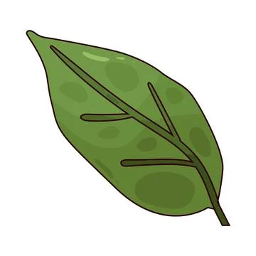 Sage illustration Stock Illustration