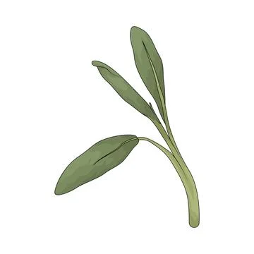 Sage illustration Stock Illustration