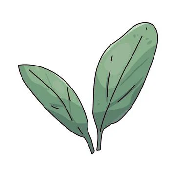 Sage illustration Stock Illustration
