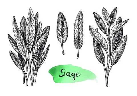 Sage ink sketch. Stock Illustration