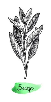 Sage ink sketch. Stock Illustration