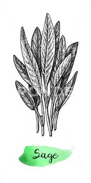 Sage ink sketch. Stock Illustration