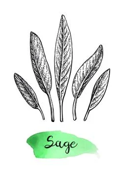 Sage ink sketch. Stock Illustration