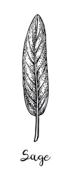 Sage ink sketch. Stock Illustration