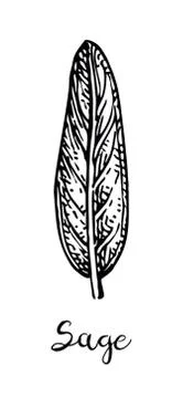 Sage ink sketch. Stock Illustration