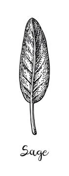 Sage ink sketch. Stock Illustration