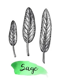Sage ink sketch. Stock Illustration