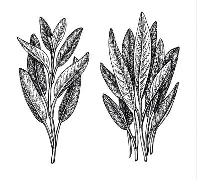 Sage ink sketch. Stock Illustration