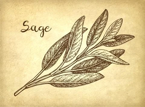 Sage ink sketch Stock Illustration